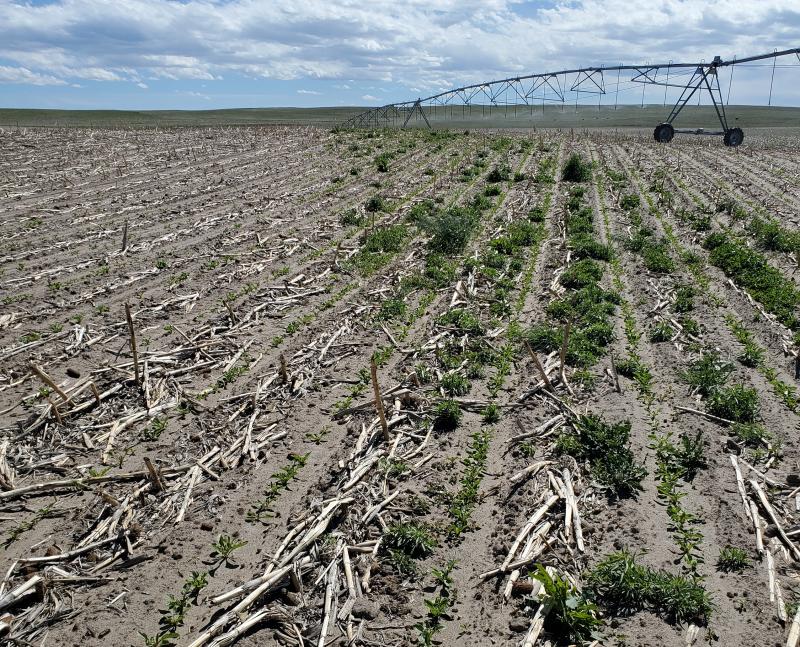 Collaboration and research bring in herbicide to control Palmer Amaranth in sugar beet acres 